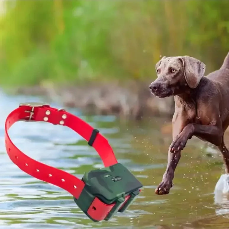 Collier gps chien - Surplus militaire