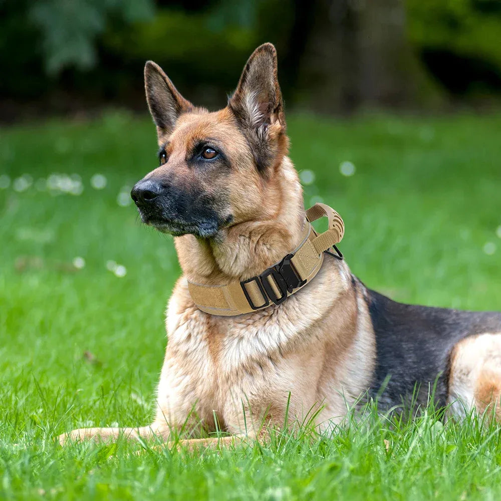 Collier militaire chien - Surplus militaire